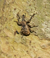 Soft speargrass weevil Image: Dave Boyle