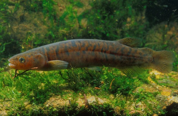 A close up of Chatham Islands mudfish in water weed