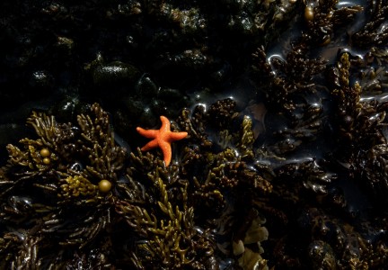 Starfish in seaweeds Tamzin Henderson 1