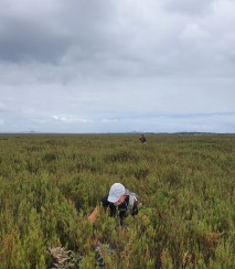 Conservation work in swamp tarahinau Image: Tom Hitchon