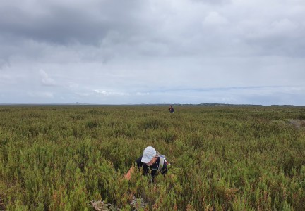 Conservation work amongst swamp tarahinau c.Tom Hitchon 1