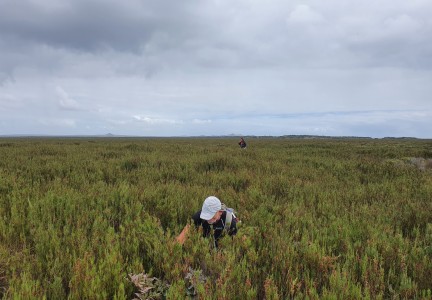 Conservation work in swamp tarahinau Image: Tom Hitchon