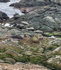 Fur seals at Point Munning