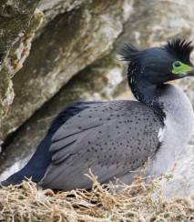 Pitt Is shag at Point Munning Image CILRT 2024