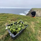 Planting at Manukau Image: Tamzin Henderson