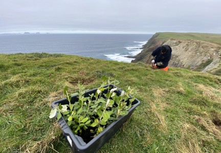 Planting at Manukau Image: Tamzin Henderson