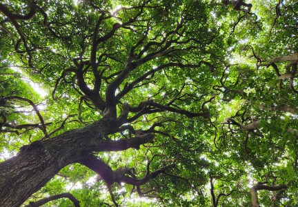 Henga Reserve canopy Image: Katherine Holt