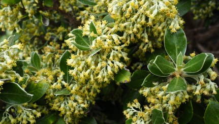 Hakapiri flowers Image: DOC Tom Hitchon