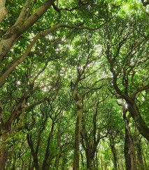 Canopy in Henga Reserve Image: Katherine Holt