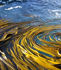 Kelp in the waves Image: Jess MacKenzie