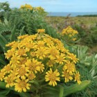 Rautini flowers Image: Tom Hitchon