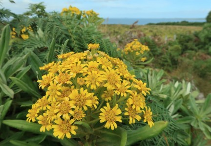 Rautini flowers Image: Tom Hitchon