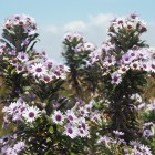 Swamp aster Image: DOC Tom Hitchon