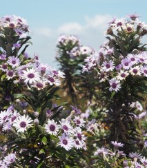 Swamp aster Image: DOC Tom Hitchon