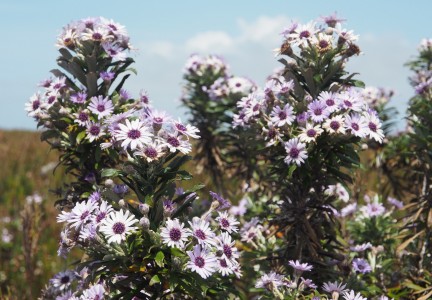 Swamp aster Image: DOC Tom Hitchon