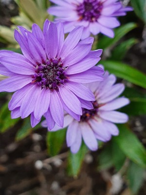 Chatham Island swamp aster. Image: DOC Eric Edwards