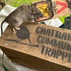 Community rat trapping