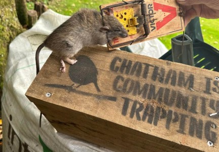 Community rat trapping