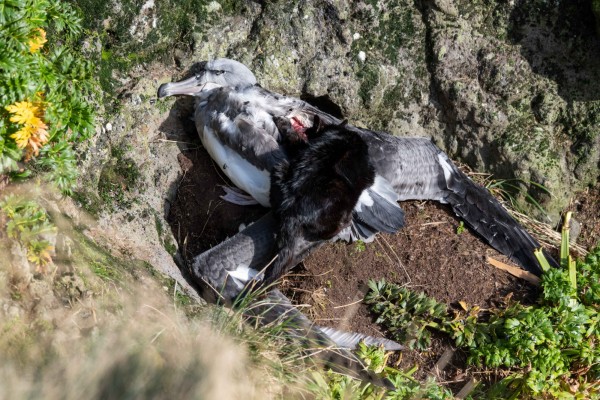 A feral cat crouches over the carcass of a mollymawk against rocks