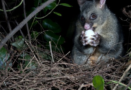 A possum eating a kereru egg Image: Ngā Manu