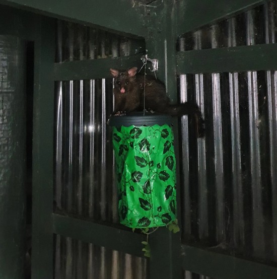 Possum sitting on small plastic green hanging garden against a corrugated iron shed at night in the Chathams.