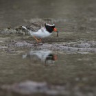 Shore Plover Mangere 04.05.2015 Credit Dave Boyle 1