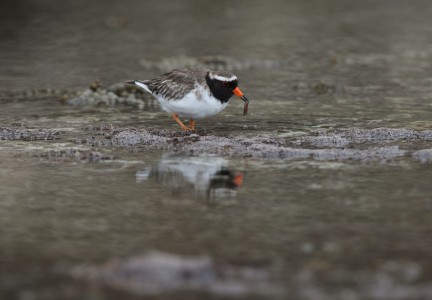 Shore Plover Mangere 04.05.2015 Credit Dave Boyle 1